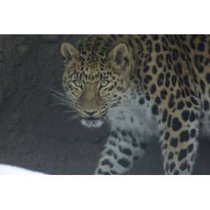  Amur Leopard Taxidermy Photo Reference CD: Sports 