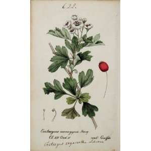  1826 Crataegus Oxyacantha Hawthorn Botanical Print   Hand 
