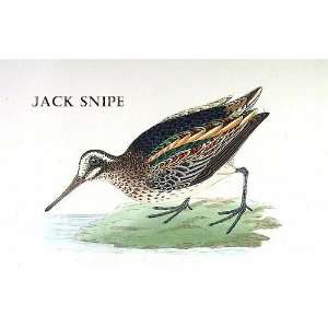  Birds Jack Snipe Sheet of 21 Personalised Glossy Stickers 