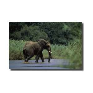  Elephant Wades In Water South Africa Giclee Print: Home 