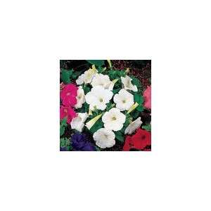  Petunia Celebrity White Seeds: Patio, Lawn & Garden