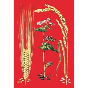  Grains Barley, Buckwheat, and Rice #2 24X36 Giclee Paper 