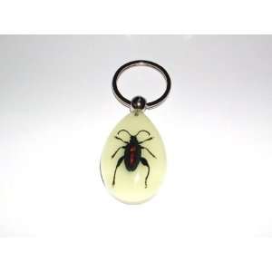  Glow in the dark Real Insect Keychain (YK0911) Everything 
