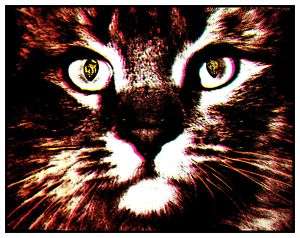 Vintage 1970s~CRAZED CAT~Blacklight Creepy Kitty Poster  