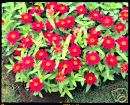 Zinnia Profusion Cherry Flower Seeds *Baskets*  