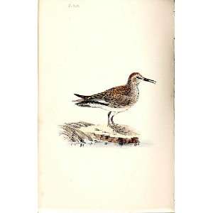  Pectoral Sandpiper Meyer H/C Birds 1842 50