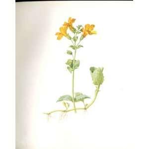   Ltd Ed 1914 Flowering Plant Yellow Monkey Flower
