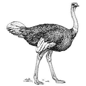   Round Badge Style Fridge Magnet Line Drawing Ostrich: Home & Kitchen