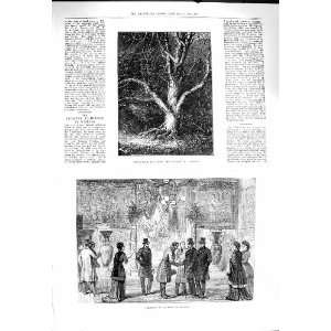  1878 Exhibition Tapestry Woolwich Silver Bark Ash Tree 