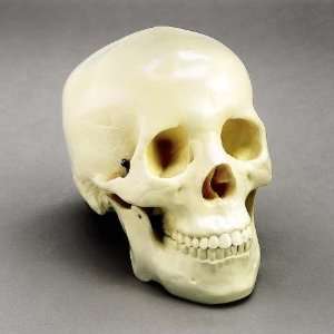 Budget Two Piece Human Skull:  Industrial & Scientific