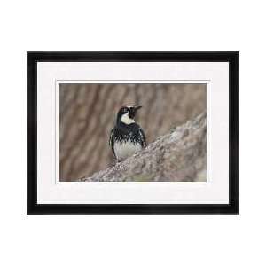Acorn Woodpecker Poral Arizona Framed Giclee Print