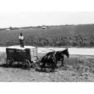 African American Farmer Standing in Cart Filled With Cotton Drawn By 