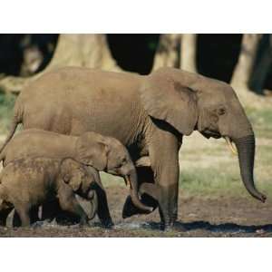 African Forest Elephant Leads Two Younger Elephants Through the Forest 