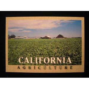  Farm & Crops, San Joaquin Valley, California Postcard not 
