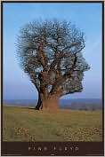 Product Image. Title: Pink Floyd   Tree Face   Poster
