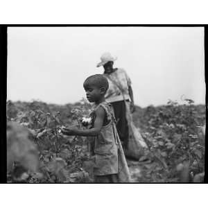  African American child,woman,labor,employment,work,picking 