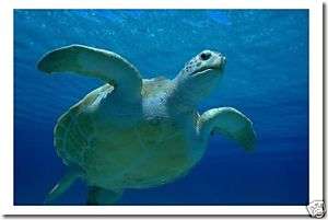 Sea Turtle   Sea Ocean Animal Nature Print NEW POSTER  