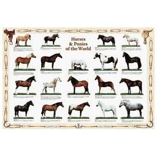  Safari 327221 Horses And Ponies Of The World Poster   Pack 