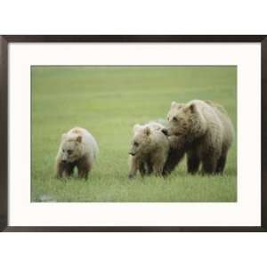  An Alaskan brown bear keeps close to her cubs Animals 