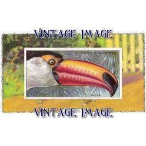 Pack of 4, 6 inch x 4 inch (14 x 10 cm) Gloss Stickers Bird Toucan 