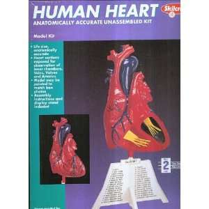 Skilcraft Human Heart Model Kit:  Industrial & Scientific