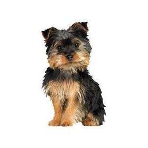  Paper House Productions Silky Terrier: Automotive