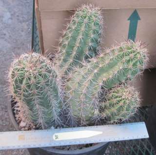   cactusbylin  store please request or wait for a combined invoice