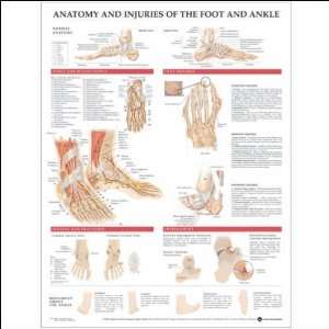 Anatomy and Injuries of the foot and ankle Anatomical Chart 20 X 26