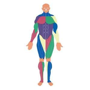 foot x 1.3 foot Simple Muscle Anatomy Puzzle:  Sports 
