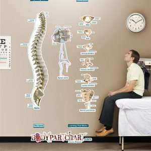  Spine Labeled Sticky Anatomy Wall Chart   Large Health 