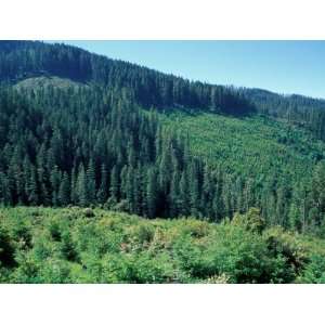  Clearcuts in Spruce Fir Forest, Siskiyou National Forest, Siskiyou 