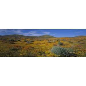  Antelope Valley Poppy Reserve, California, USA 