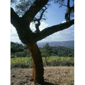 Cork Oak Trees, Bagia, Island of Sardinia, Italy, Mediterranean 