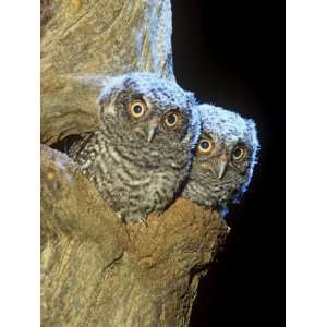 Eastern Screech Owl Young or Owlets in a Tree Hollow (Otus Asio 