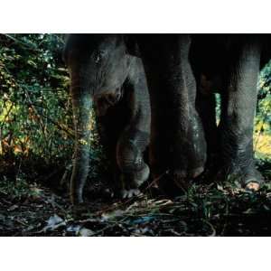 Young Indian Elephant Protected by the Legs of an Adult Photographic 