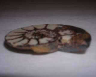 BEAUTIFUL Cut Polished AMMONITE Snail Fossil MAKE INTO JEWELRY   NEEDS 