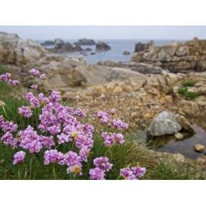  Thrift Sea Pink in Flower Among Rocks at Plougrescant 