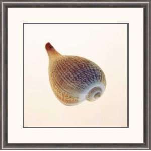  Fig Shell by Tom Artin   Framed Artwork