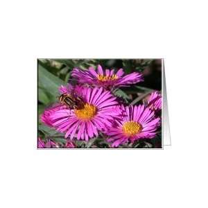  Pink Aster with Bee/ September Birthday Flower Card 