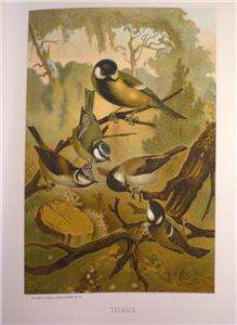 ANIMATE CREATION   VOLUME III   BIRDS   ILLUS   1885  