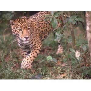  Jaguar Walks Through Tropical Rainforest Photographic 