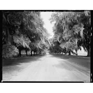  Boone Hall,avenue of trees,Mount Pleasant vic.,Charleston 