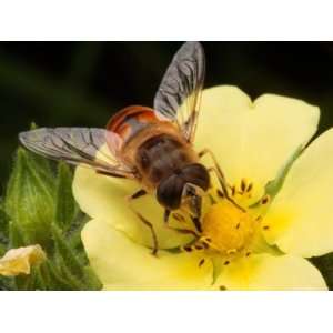  Drone Fly, Earistalis Species, a Honey Bee Mimic, Feeding 