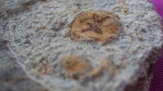 GENUINE ALL NATURAL UNIDENTIFIED STARFISH FOSSIL TRILOBITE.MOROCCO 