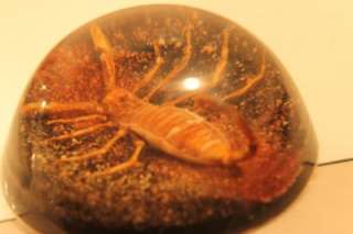 REAL SCORPION ARACHNID SPECIMEN IN ACRYLIC DOMED PAPERWEIGHT NR  