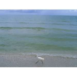 Snowy Egret Walks Along the Beach at Sanibel Island, Florida Premium 