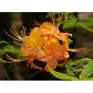 Azalea   Rhododendron calendulaceum   Potted   Fragrant   Native Plant 