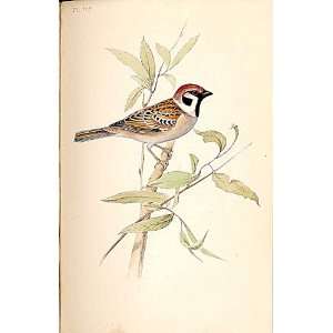  Tree Or Mountain Sparrow Meyer H/C Birds 1842 50