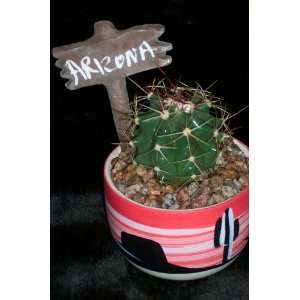  Arizona Authentic Cactus Kit