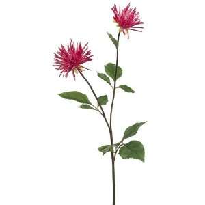   Spider Mum Spray Two Tone Fuchsia (Pack of 12)